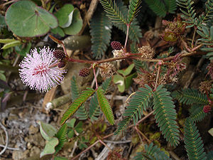 Mimose (Mimosa pudica), als Neophyt auf Réunion.