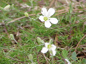 Lärchennadel-Miere (Minuartia laricifolia)