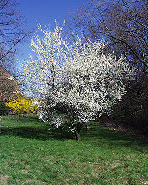 Mirabelle (Prunus domestica subsp. syriaca)