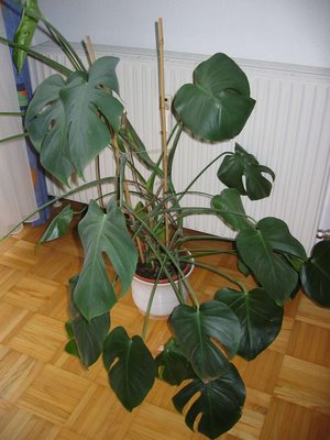 Köstliches Fensterblatt (Monstera deliciosa) als Zimmerpflanze