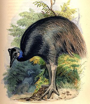 Bennettkasuar, Zeichnung aus Gatherings of a naturalist in Australasia von George Bennett (1860)