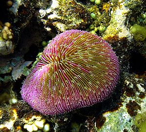 Muchroom coral.JPG