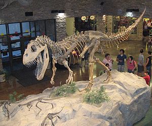 Rekonstruktion eines Torvosaurus-Skeletts im Museum of Ancient Life, Utah