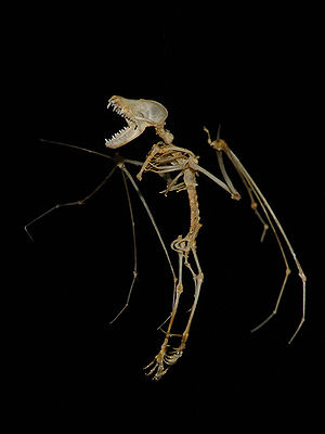Skelett einer Großen Mausohr-Fledermaus (Myotis myotis)