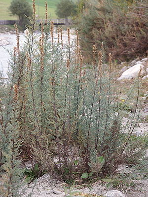 Deutsche Tamariske (Myricaria germanica)
