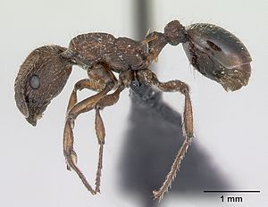 Myrmica scabrinodis casent0172759 profile 1.jpg