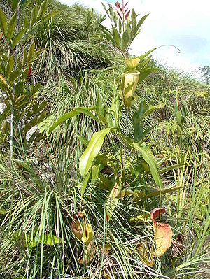 Nepenthes neoguineensis