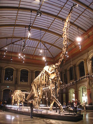 Skelettrekonstruktion von Giraffatitan brancai im Naturkundemuseum Berlin nach dem Umbau von 2007: Die Beine stehen unter dem Körper, der Schwanz ist vom Boden abgehoben.