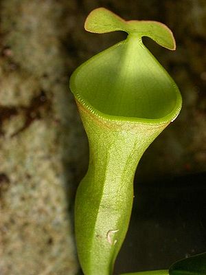 Nepenthes campanulata, Luftkanne