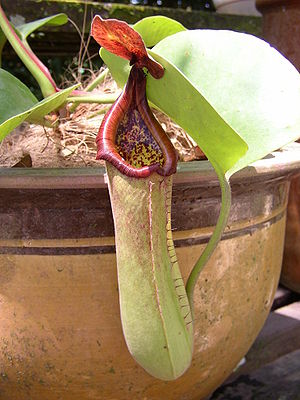 Nepenthes truncata, Luftkanne