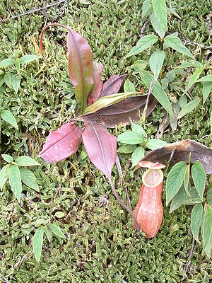 Nepenthes papuana