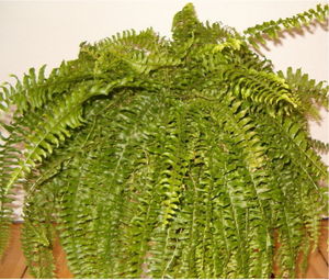 Nephrolepis exaltata, eine beliebte Zimmerpflanze.
