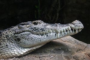 Neuguinea-Krokodil (Crocodylus novaeguineae)