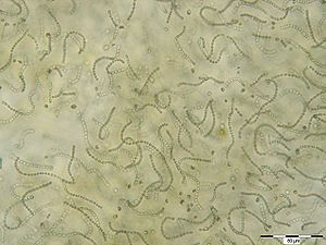 Zellfäden von Nostoc spp.