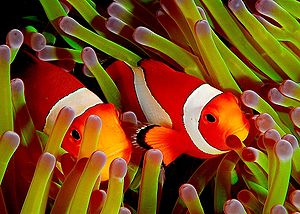 Ocellaris clownfish, Flickr.jpg