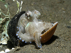 Ein kleiner Amphioctopus marginatus nutzt eine halbe Kokosnussschale und eine Muschel als Zuflucht.