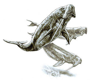 Odobenocetops, vorn ein Männchen, hinten oben ein Weibchen, unten ein Männchen.