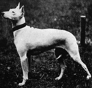 Old White English Terrier
