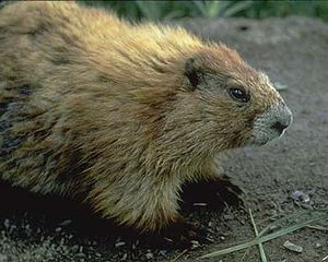 Olympisches Murmeltier (Marmota olympus )