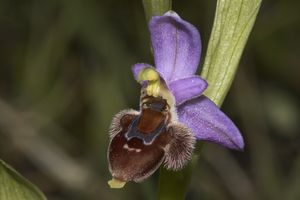 Ophrys delphinensis-001.jpg