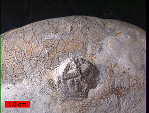 Cystaster stellatus aus dem Ordovizium des nördlichen Kentucky. Links unten ein Moostierchen.