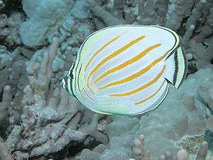Ornate Butterflyfish.jpg
