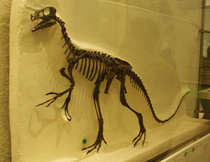 Skelett im American Museum of Natural History