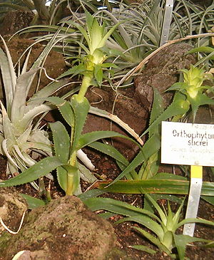 Habitus und Blütenstände von Orthophytum sucrei.
