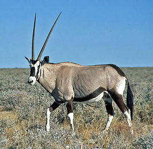 Spießbock(Oryx gazella)