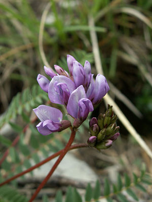 Berg-Spitzkiel (Oxytropis montana)