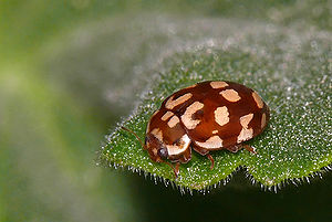 Achtzehnfleckiger Marienkäfer (Myrrha.octodecimguttata)