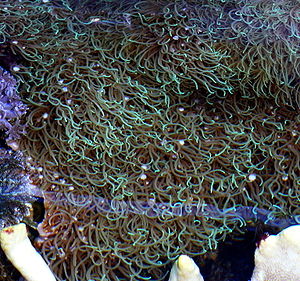 Pachyclavularia violacea in einem Meerwasseraquarium