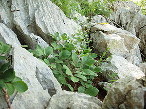 Pflanze am Wildstandort, Orjen Gebirge, Montenegro (Paeonia daurica ssp. 'daurica)
