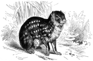 Paka (Cuniculus paca)