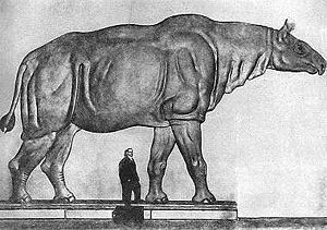 Paraceratherium im Größenvergleich mit einem Menschen.