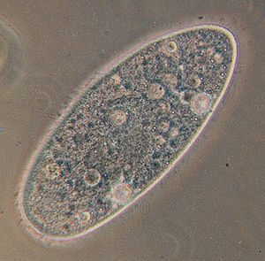 Pantoffeltierchen (Paramecium)