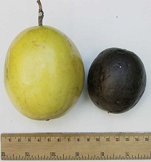 Früchte von Passiflora edulis, links forma flavicarpa, rechts f. edulis
