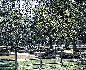 Pekannussbäume (Carya illinoinensis)