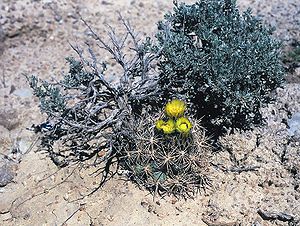 Pediocactus sileri in Blüte in Arizona