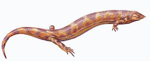 Der Microsaurier Pelodosotis elongatum, zeichnerische Rekonstruktion