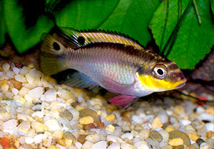 Pelvicachromis taeniatus, Farbform "Nigerian Red"