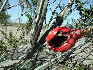 Peniocereus greggiimit Frucht
