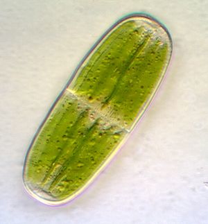 Penium polymorphum (68x25 µm)