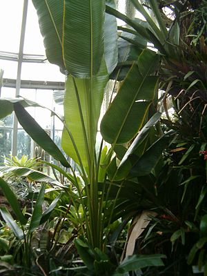 Habitus einer jungen Pflanze mit den langen Blattstielen und einfachen Blattspreiten