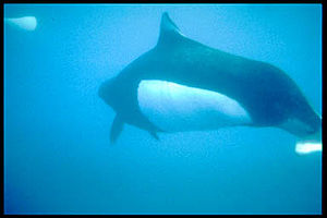 Weißflankenschweinswal