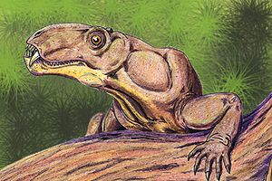 Phtinosuchus, ein Biarmosuchier aus dem Oberperm