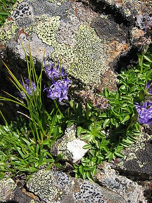 Kugelblumenblättrige  Teufelskralle(Phyteuma globulariifolium)