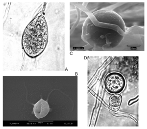 Phytophthora-Formen: A: Sporangia. B: Zoospore. C: Chlamydospore. D: Oospore.