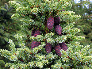 Schwarz-Fichte (Picea mariana)