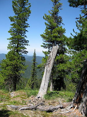 Sibirische Zirbelkiefer (Pinus sibirica)